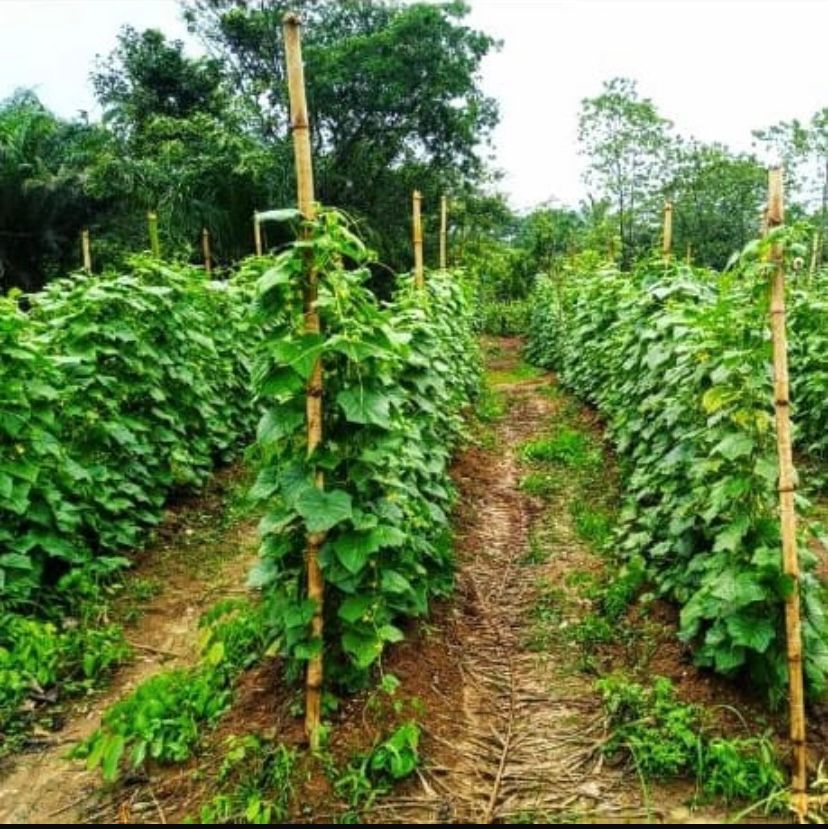 WhatsApp Image 2025-11-04 at 17.00.31_1c947955